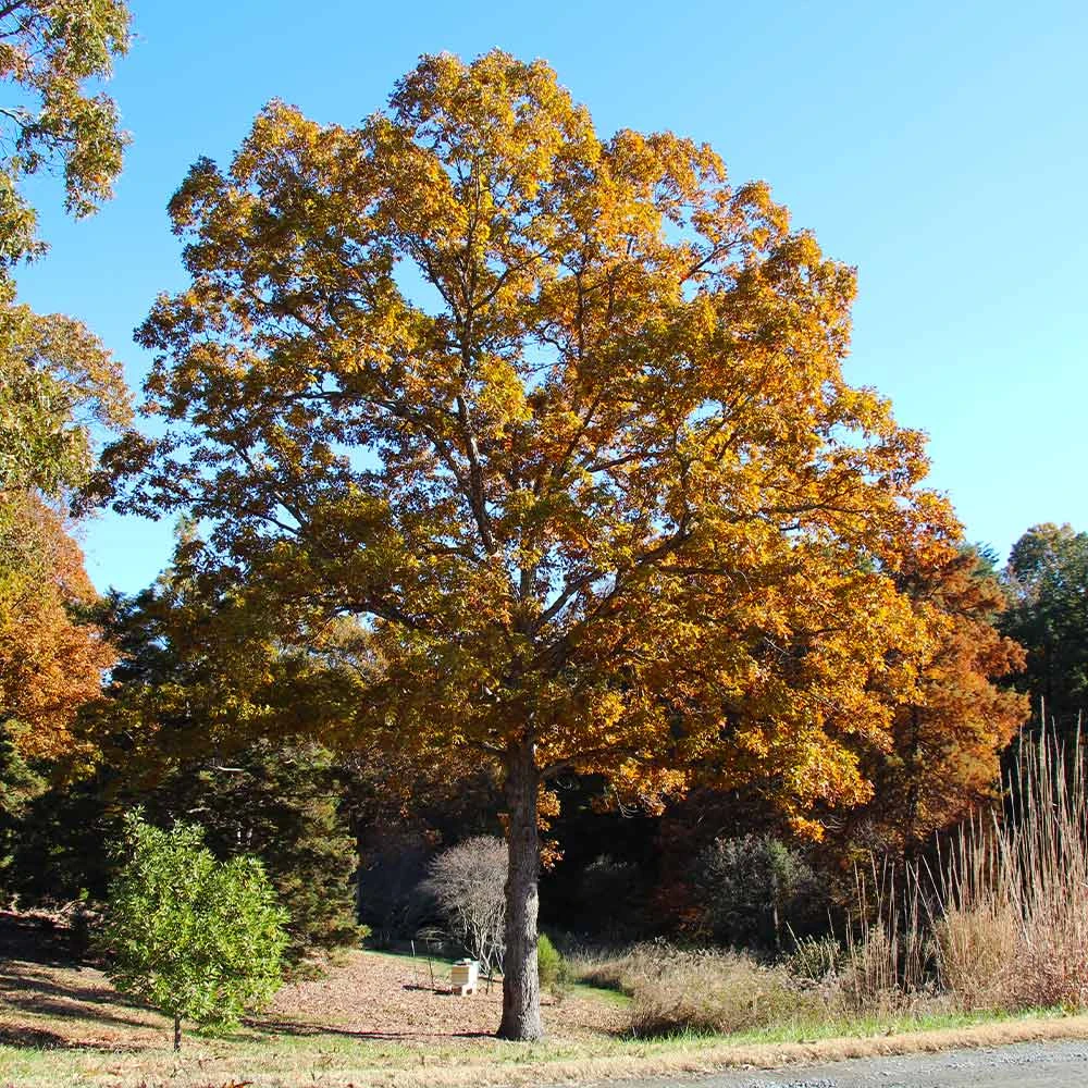White Oak Tree - Image 6