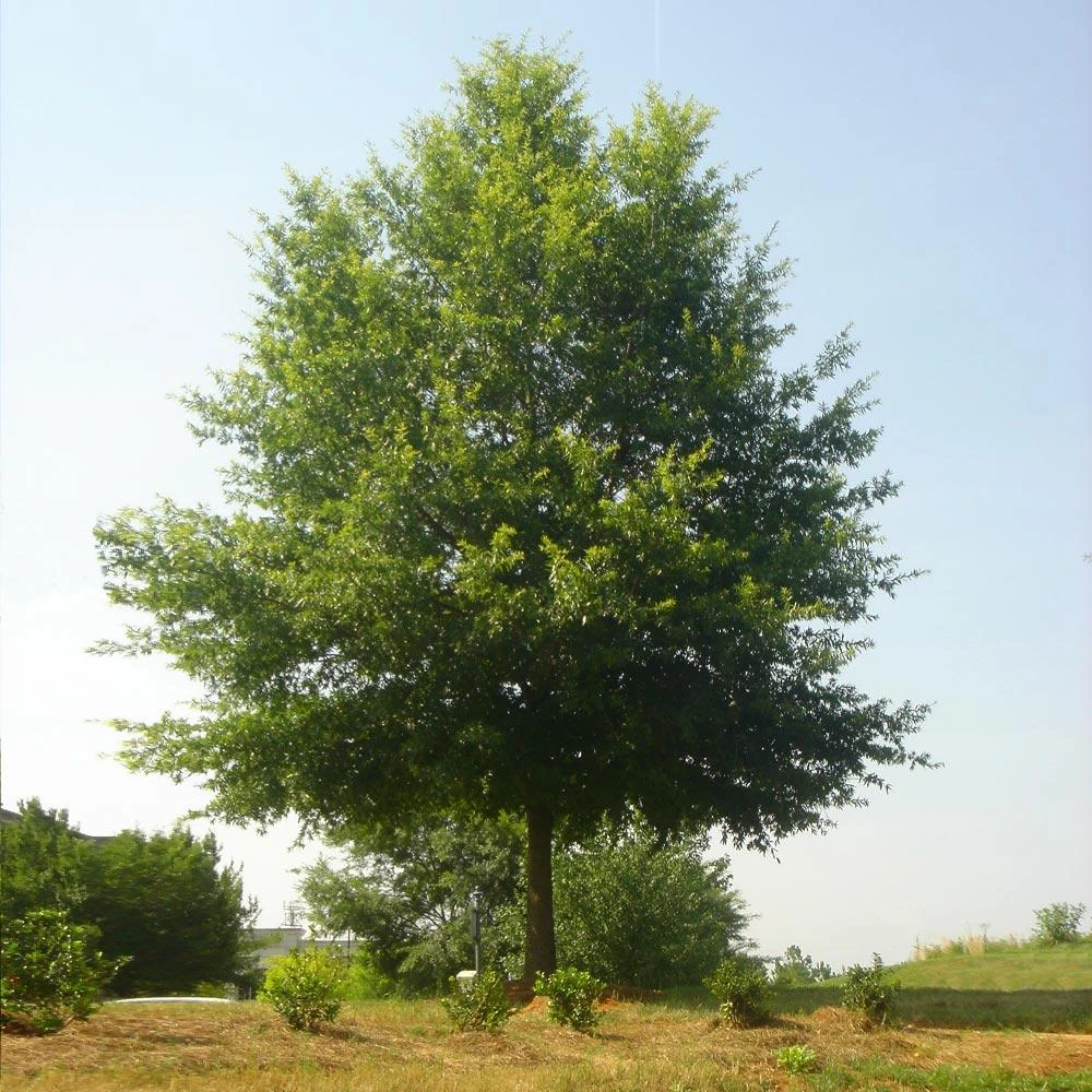 Willow Oak Tree - Image 2