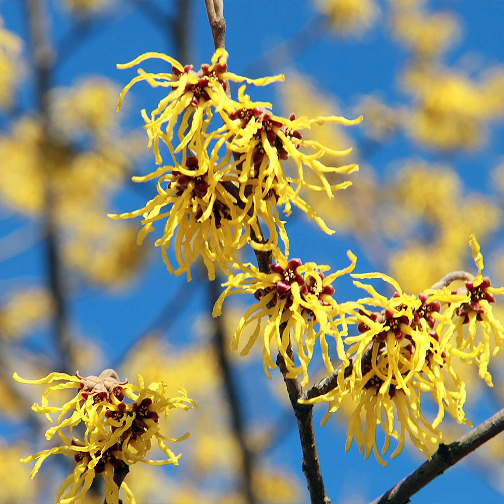 Common Witch Hazel Shrub - Image 4