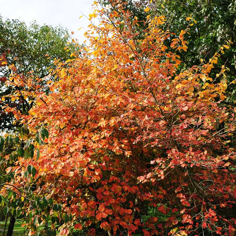 Common Witch Hazel Shrub - Image 5