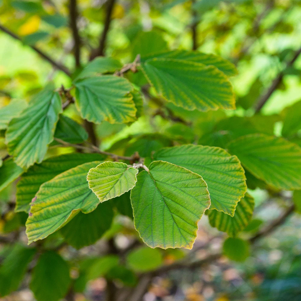 Common Witch Hazel Shrub - Image 6