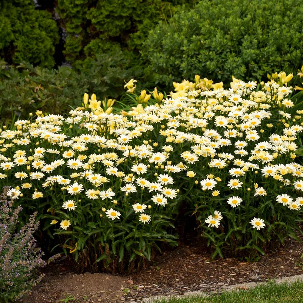 Amazing Daisies® ‘Banana Cream II’ Shasta Daisy - Image 3