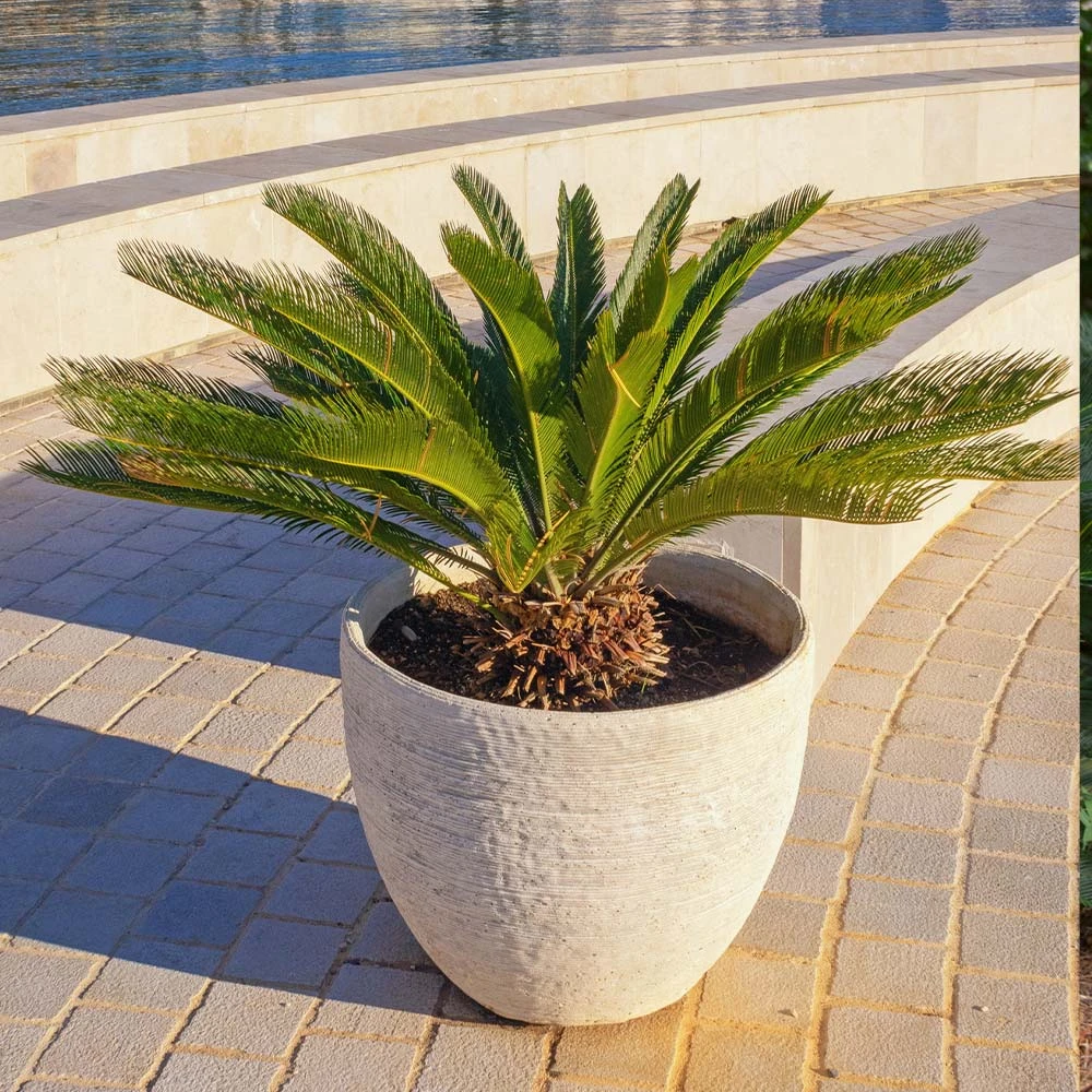 Sago Palm Tree - Image 4