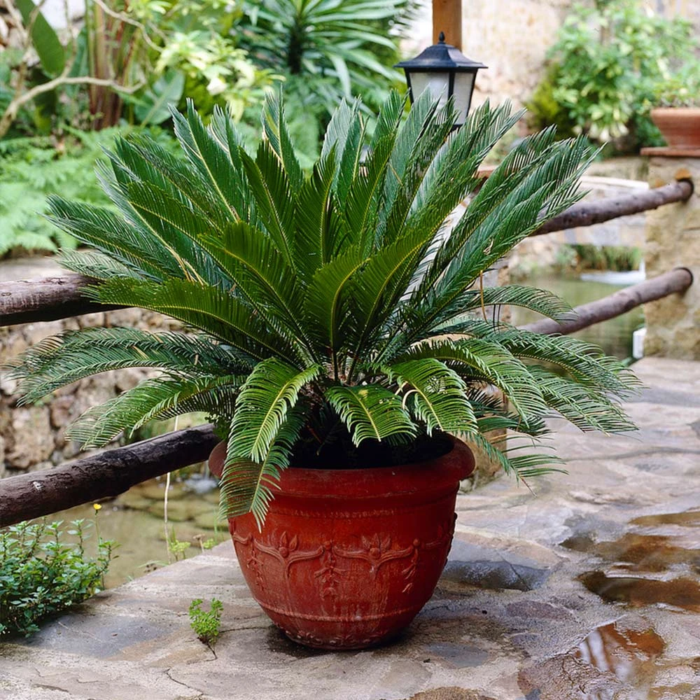 Sago Palm Tree - Image 6