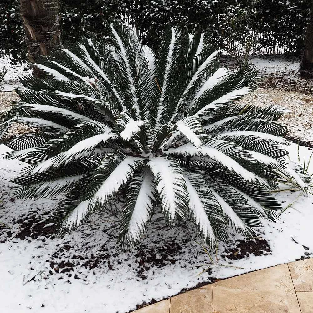 Sago Palm Tree - Image 7